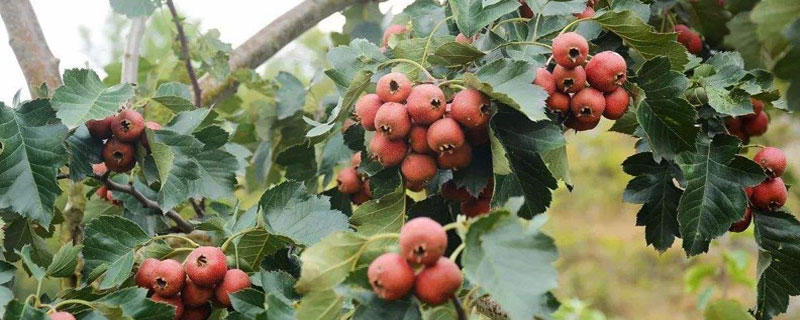 山楂種植前景