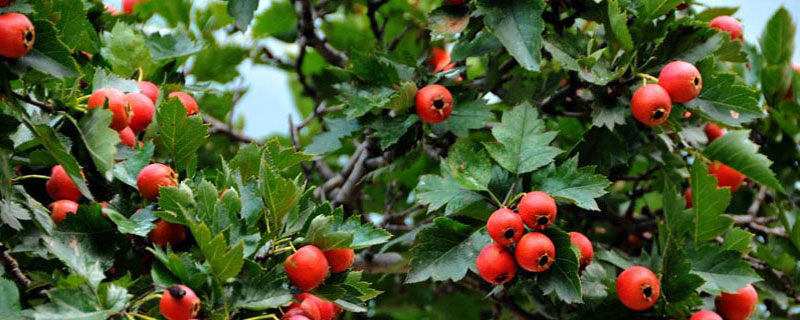 山楂樹幾年結果