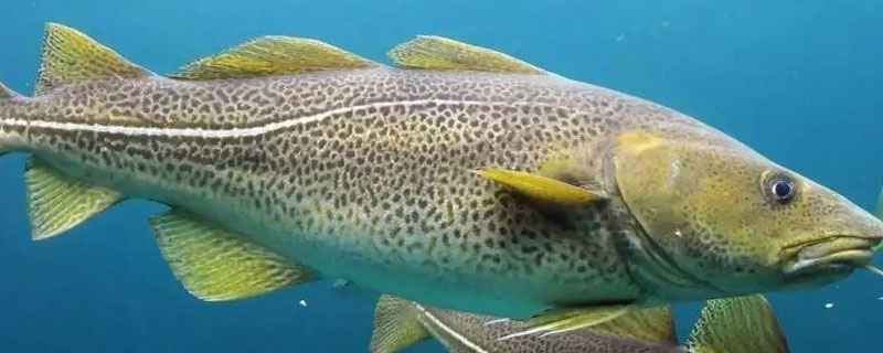 扁鱈魚和銀鱈魚哪個好 扁鱈魚和銀鱈魚的區別是什么