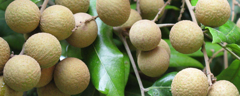 如何種龍眼