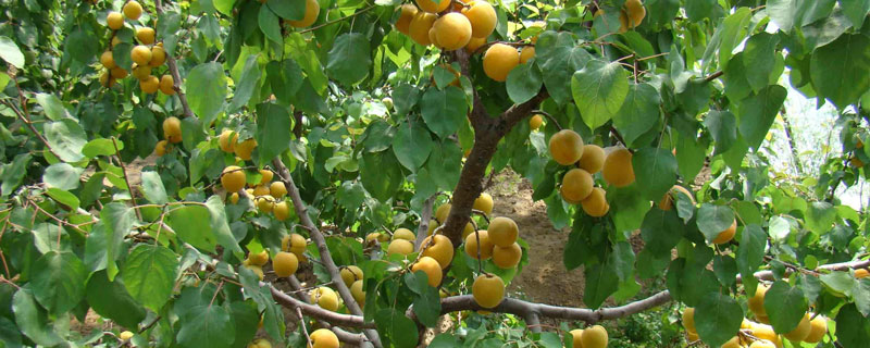 家里種杏樹好不好