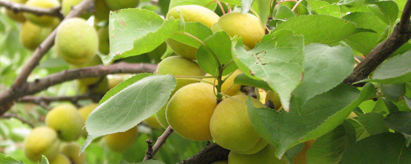 杏樹的種植與管理