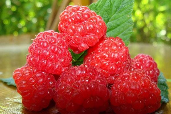 冬天能種樹莓嗎