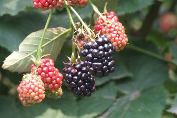 冬天能種樹莓嗎