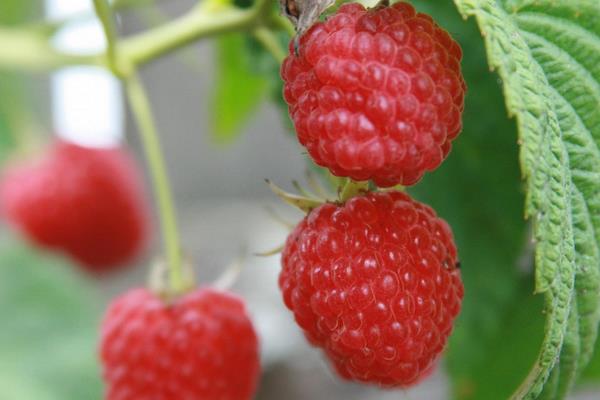 冬天能種樹莓嗎