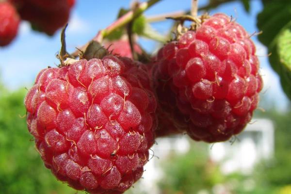 南方可以種樹莓嗎