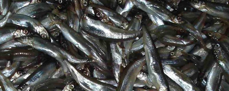 多春魚(yú)是海魚(yú)嗎 多春魚(yú)的危害是什么