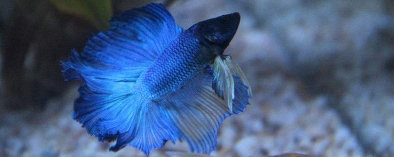 斗魚能和什么魚混養 斗魚養殖方法與注意事項