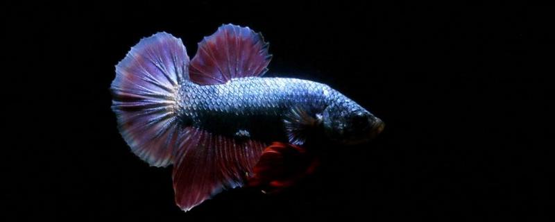 斗魚品種有哪些 斗魚是熱帶魚嗎