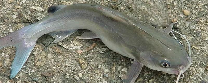 斑點叉尾鮰能吃嗎 斑點叉尾鮰好吃嗎