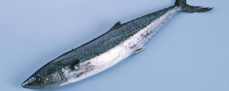 馬鮫魚產(chǎn)地在哪里 馬鮫魚是深海魚嗎