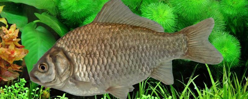 白鯽魚和黑鯽魚哪個好 白鯽魚和黑鯽魚的區別是什么