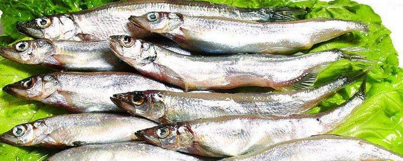 多春魚是什么魚 多春魚產(chǎn)地在哪里