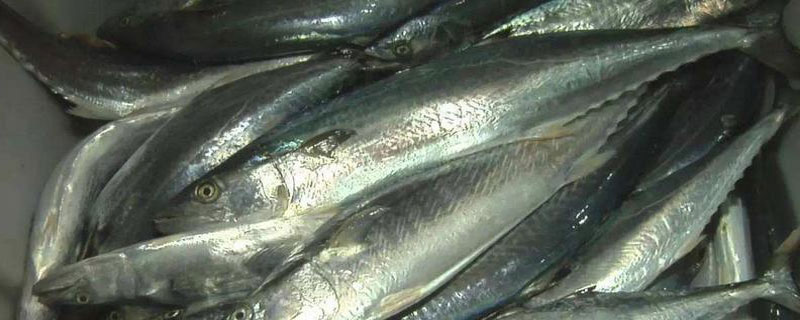 鲅魚為什么都是死的 鮐鲅魚有毒嗎