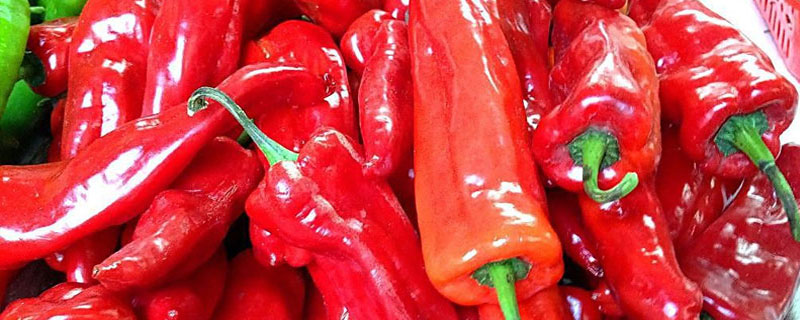 辣椒種子大全