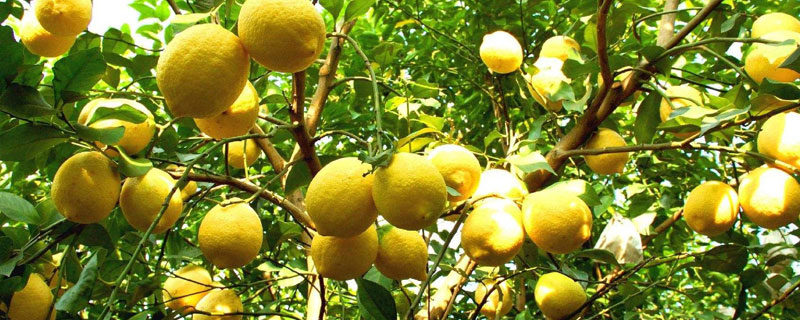 檸檬種植時間