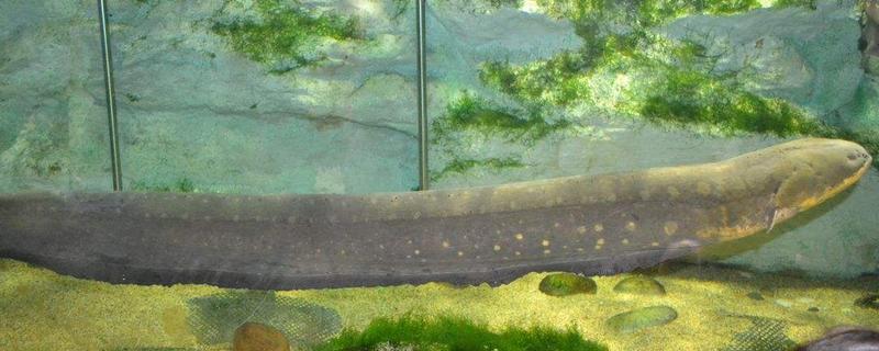 電鰻能吃嗎 電鰻的放電量有多大