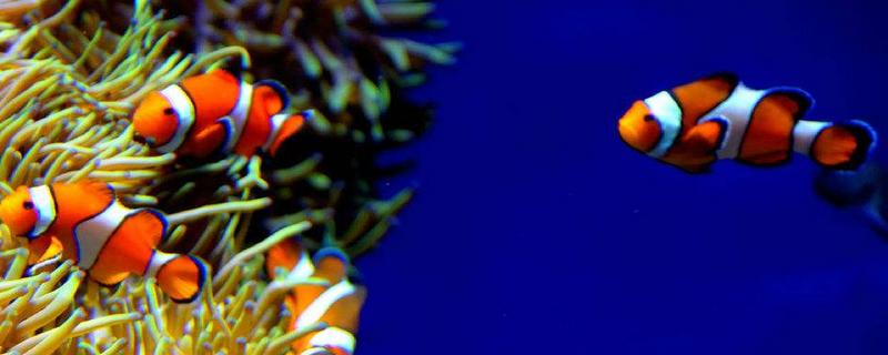 小丑魚為什么叫小丑魚 小丑魚的特點及介紹