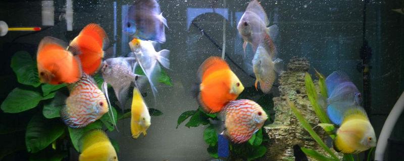 養七彩神仙魚要放鹽嗎 七彩神仙魚壽命是幾年