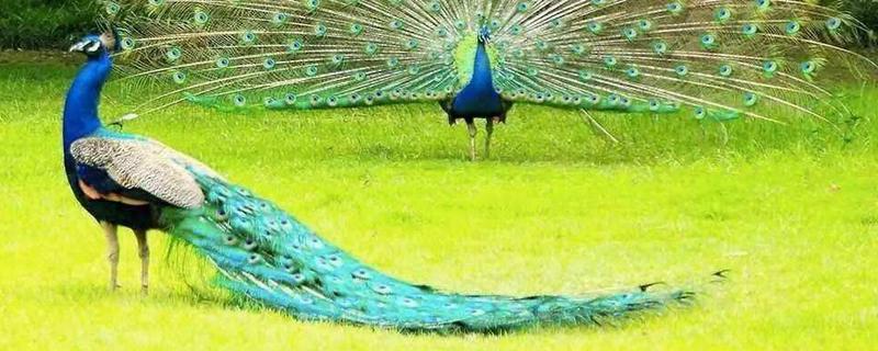 雄孔雀和雌孔雀的區(qū)別是什么 孔雀是公的開屏嗎