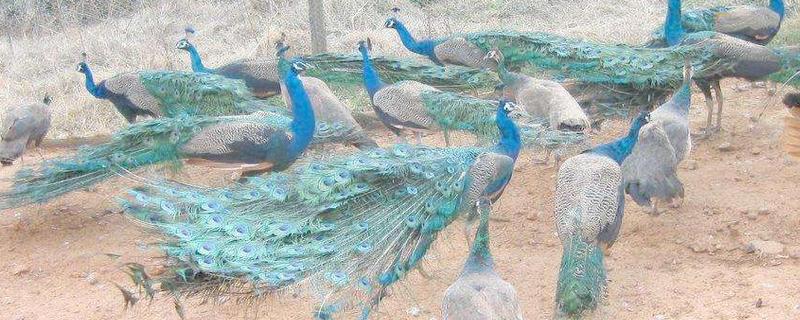 孔雀能飛嗎 孔雀能飛多遠