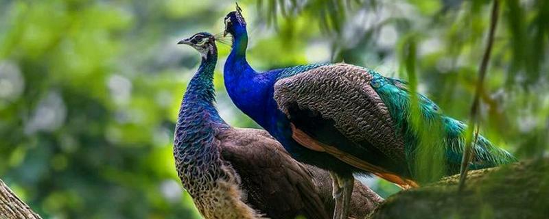 孔雀和鳳凰的區(qū)別是什么 什么孔雀會開屏