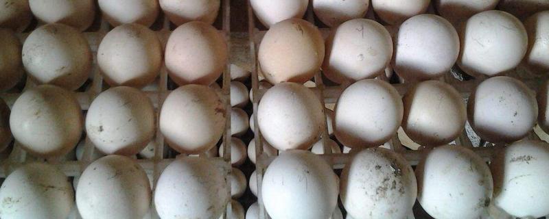 孔雀蛋能吃嗎 孔雀蛋怎么做好吃又簡單