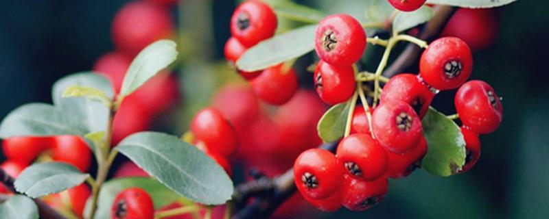 火棘和沙棘的區別是什么 火棘的功效 火棘果怎么吃