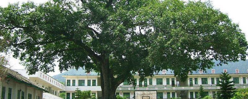 家里養(yǎng)榕樹好嗎 養(yǎng)盆栽榕樹對風(fēng)水的作用