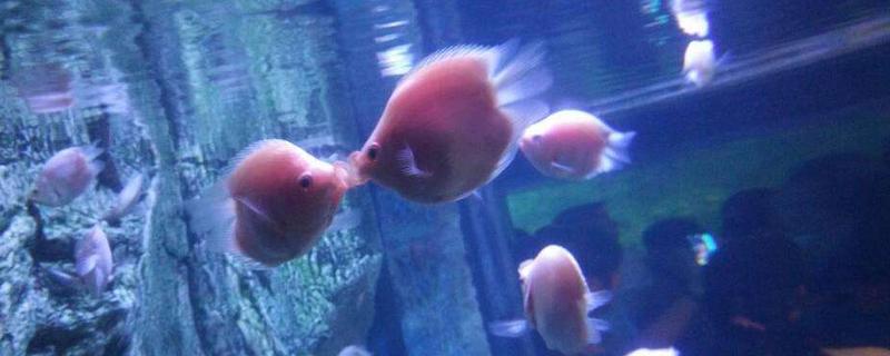 接吻魚好養嗎 接吻魚為什么會接吻
