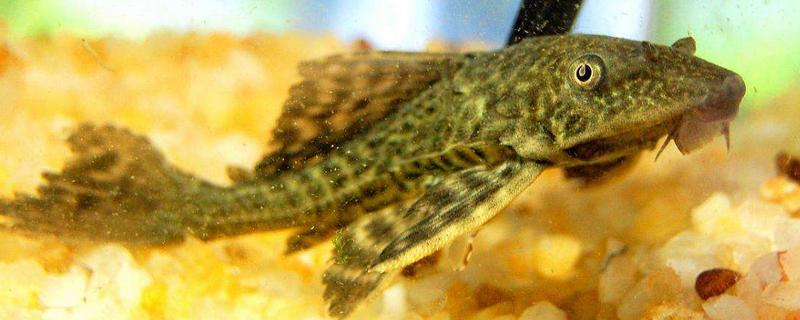 吃垃圾的魚有哪些 垃圾魚能吃嗎