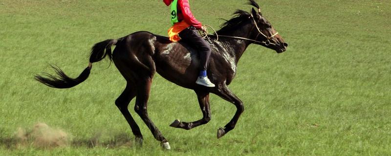 汗血寶馬是什么品種 汗血寶馬的特點