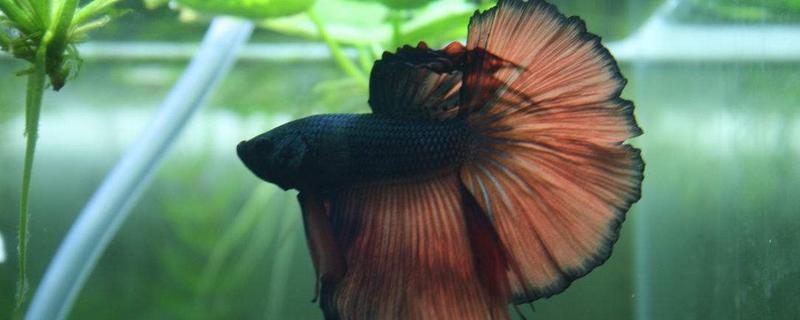 斗魚是什么魚 斗魚怎么分公母