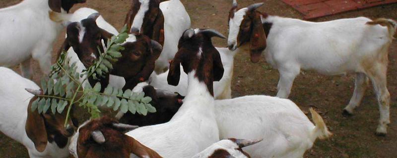 波爾山羊一年幾窩 波爾山羊一胎能下幾個(gè)