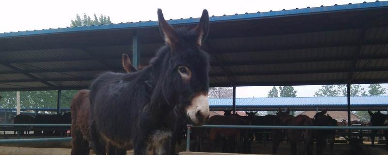 驢吃什么 驢寶是什么