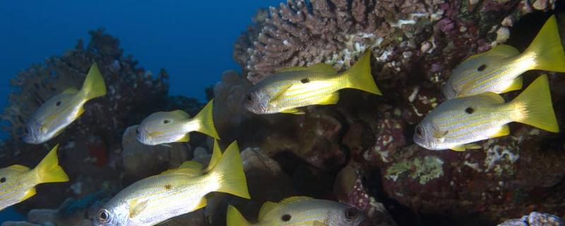 馬鯛魚能和什么魚混養(yǎng) 馬鯛魚吃什么