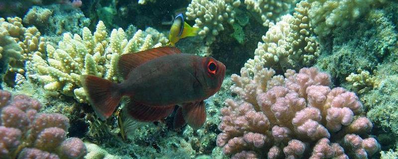 馬鯛魚壽命有多長 馬鯛魚能長多大