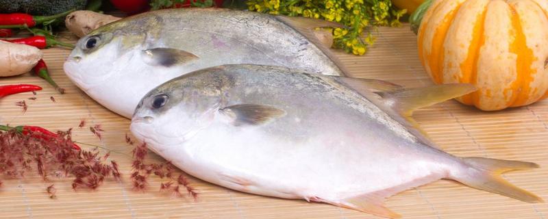 金鯧魚和銀鯧魚哪個好 金鯧魚怎么處理