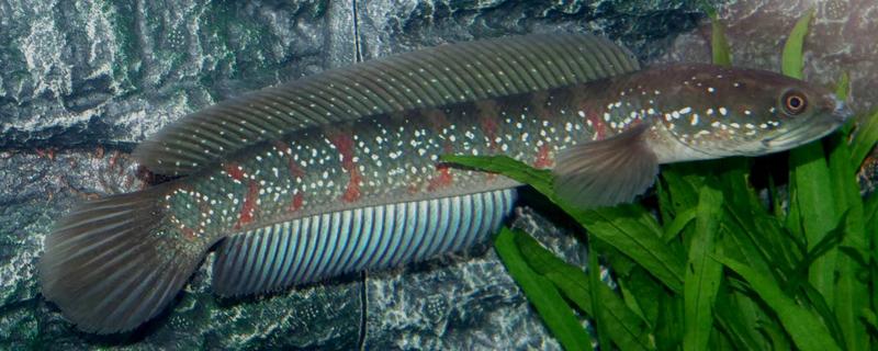 七星魚(yú)市場(chǎng)價(jià)格多少錢(qián)一斤 七星魚(yú)怎么殺