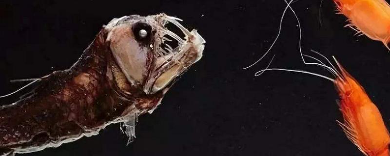 毒蛇魚是什么魚 毒蛇魚有毒嗎 毒蛇魚可以吃嗎