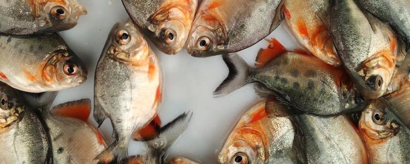 紅鯧魚好吃嗎刺多嗎 紅鯧魚為什么那么便宜