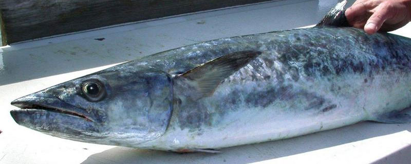 馬鮫魚和鲅魚的區別是什么 馬鮫魚的營養價值