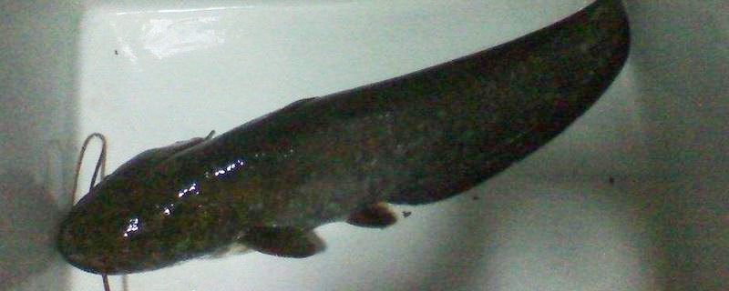 清江魚是什么魚 清江魚是海魚嗎