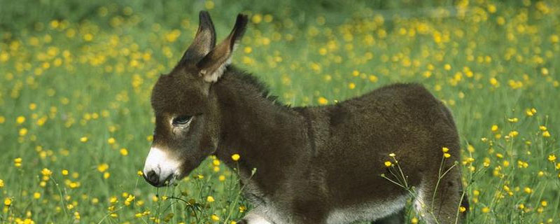 驢三件是什么 驢三件怎么做好吃又簡單