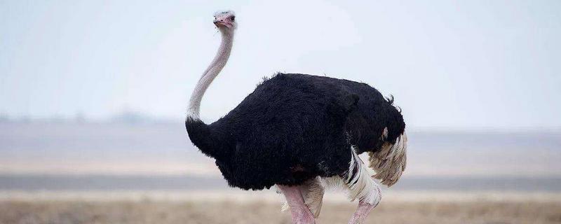 鴕鳥生活在什么地方 鴕鳥有幾條腿 鴕鳥能跑多快