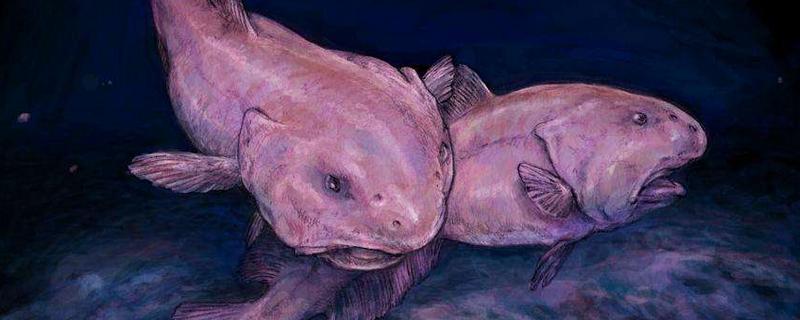 水滴魚咬人嗎 水滴魚能吃嗎