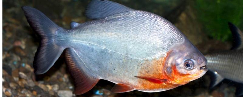 食人魚能吃嗎 食人魚的天敵是什么