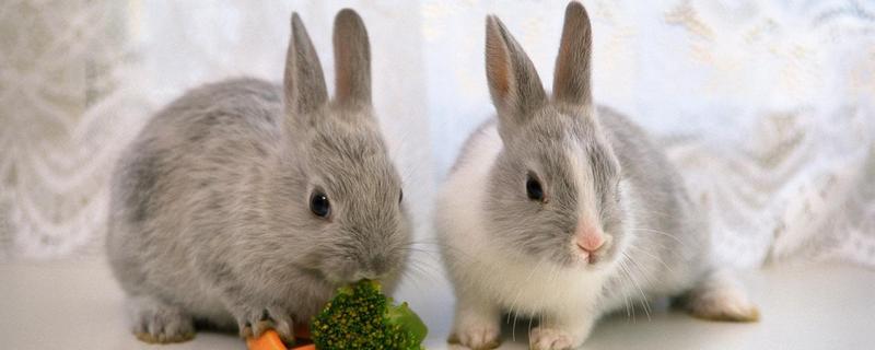 肉兔和寵物兔的區(qū)別是什么 肉兔可以當寵物嗎