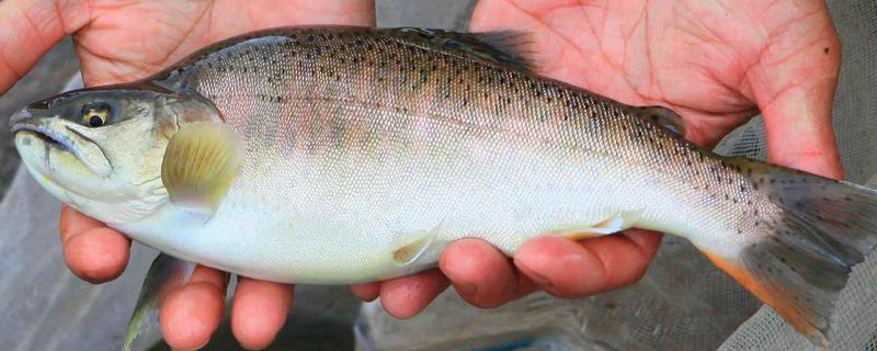 細鱗魚市場價格多少錢一斤 細鱗魚怎么做好吃