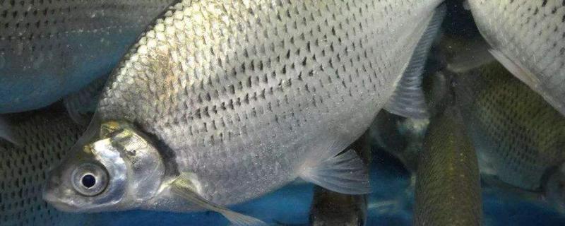 武昌魚和鳊魚的區別是什么 武昌魚和鳊魚哪個好吃